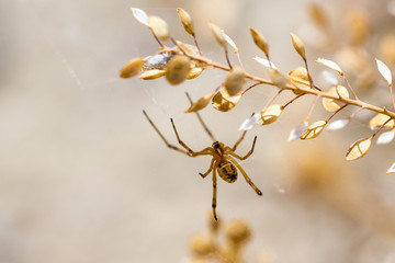 Yellow spider hanging from sagebrush in the desert