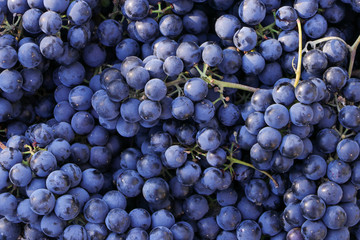 Ripe bunches of grapes. Close-up.