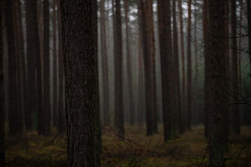 Nebel im Wald, Dunkel, Bäume im Winter