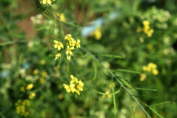 Mustard flowers blooming on plant at farm field with pods. close up.
