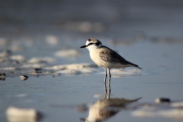 plover on the beach