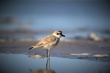 bird on the beach