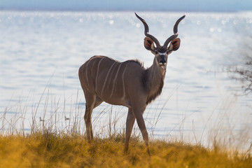 Großer Kudu, Strepsiceros
