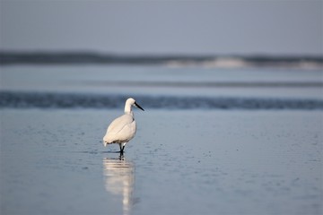 crane on a beach