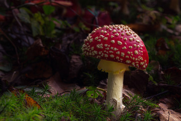 Fly Agaric (amanita muscaria)