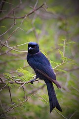 bird on a branch