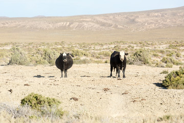 Fototapeta na wymiar Free range cows grazing next to the Black Rock desert