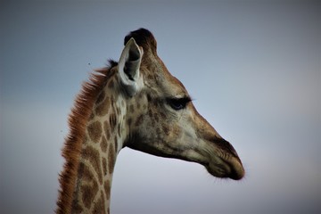 Obraz premium portrait of a giraffe