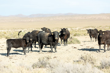 Free range cows grazing next to the Black Rock desert