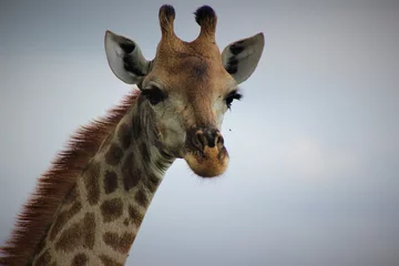Gordijnen portrait of a giraffe © Megs Rose