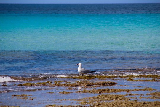 MOUETTE SUR UNE PLAGE DE MINORQUE