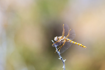 Orange dotted dragonfly perched on a thin stick