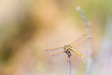 Orange dotted dragonfly perched on a thin stick