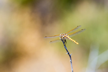 Orange dotted dragonfly perched on a thin stick