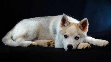 Obraz premium Little gray husky on black background close up.
