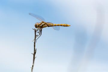 Orange dotted dragonfly perched on a thin stick