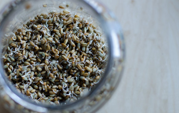 Whole rye sprouting