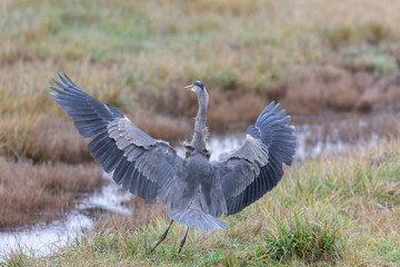 Great Blue Heron