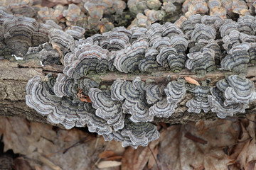 Grey turkey tail mushrooms (Trametes versicolor) growing on a log