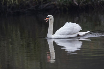 mute swan bird
