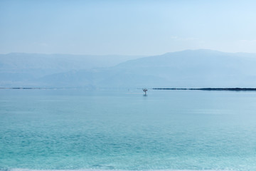 dead tree salt island in the dead sea