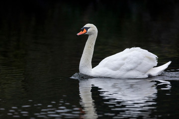mute swan bird