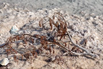 tree branch in salt in the dead sea in israel