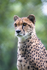 Cheetah © Cloudtail