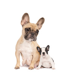 Studio shot of two adorable French bulldogs, beige mother and black and white puppy sitting on isolated white background looking at the camera with copy space