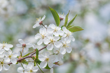 Obraz premium cherry blossoms