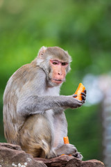 Rhesus macaque