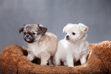 Two Chihuahua puppies on a shaggy pillow