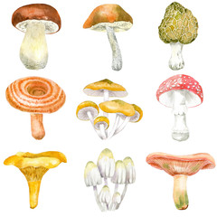 Watercolor collection of mushrooms.