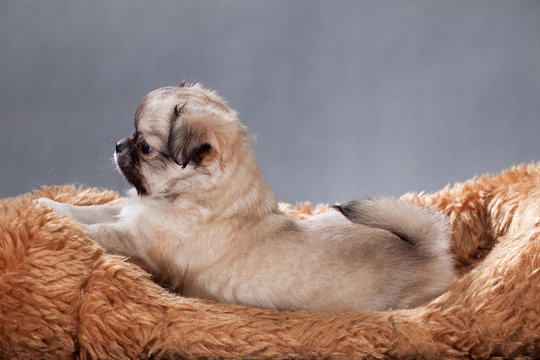 Beige Chihuahua Puppy On A Shaggy Pillow