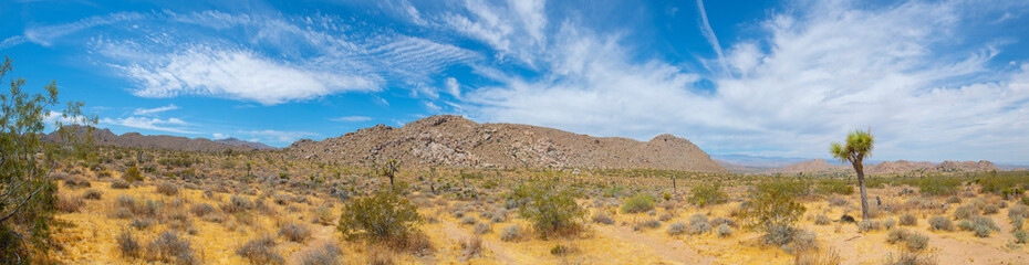 Joshua Trees panorama in Joshua Tree National Park near Yucca Valley, California CA, USA.