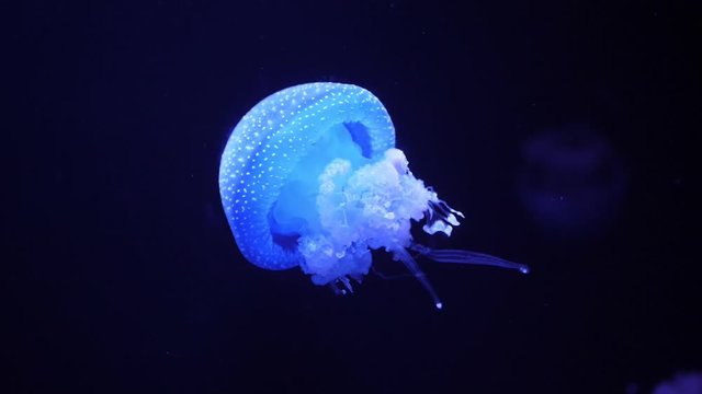 Atlantic sea nettle jellyfish slow motion