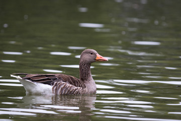 Greylag goose