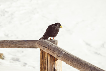 railing on snowy and icy background. Beautiful winter landscape with bird in natural environment.