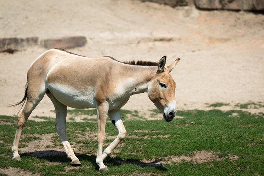 Turkmenian kulan