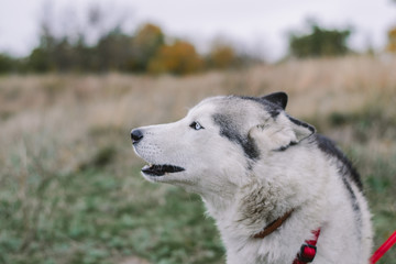 Husky dog ​​sitting in a clearing looks away with ajar mouth