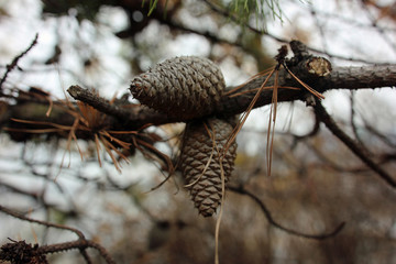 Close up of a pinecone at a branch in autumn