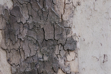 bark of tree texture 