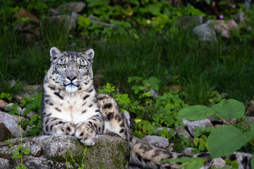 Snow leopard