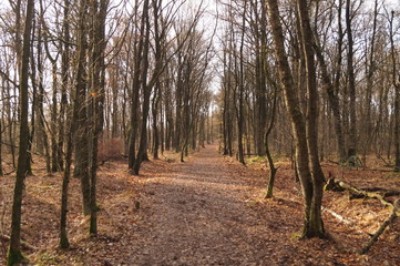 Fototapeta premium path in forrrest in autumn