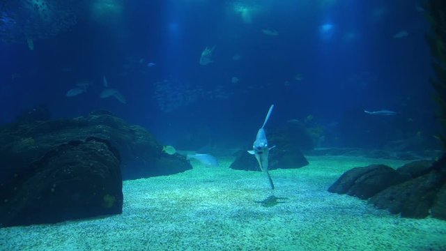moonfish opah biology aquarium slow motion