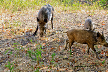Wildschweine auf einer Lichtung