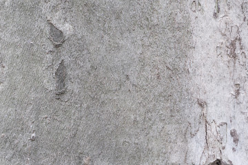 Obraz na płótnie Canvas bark of tree texture 