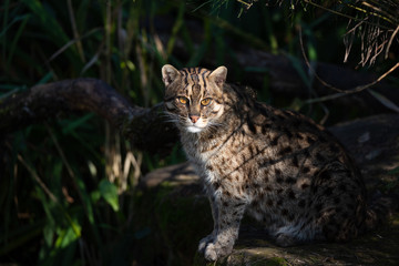 fishing cat