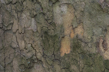 bark of tree texture 