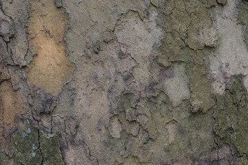 bark of tree texture 